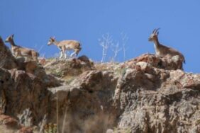 690x390cc-srnk-16-03-2023-silopi-pezkovi-necir-ceza