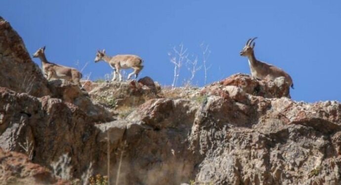 Cudî’de yaban keçisi avlayan kişiye para cezası
