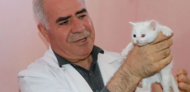 Nesli tükenmek üzere olan Van Kedisi için sevindiren gelişme