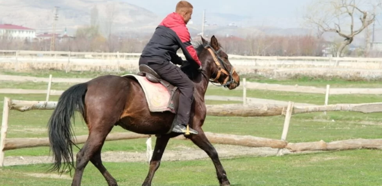 Besiciliğin bitme aşamasına geldiği Van’da alternatif arayışı: At çiftliği