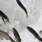 Ekran görüntüsü 2023-03-25 130603