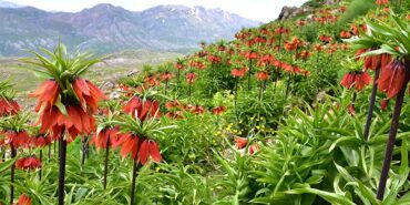 339574225_774165663930275_8267297149095063070_n