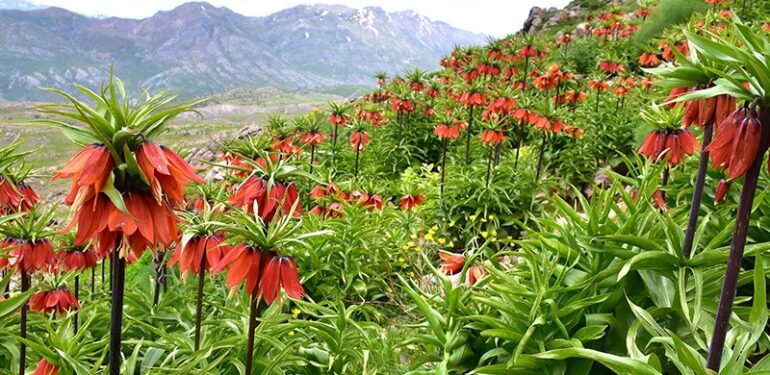 Siirt’te ters laleleri koparana 224 bin lira ceza