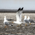 Ekran görüntüsü 2023-04-12 123235