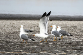 Ekran görüntüsü 2023-04-12 123235