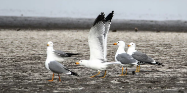 Ekran görüntüsü 2023-04-12 123235