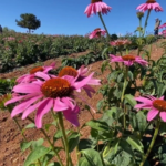 Ekran görüntüsü 2023-04-13 152912