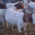 Ekran görüntüsü 2023-04-14 113711