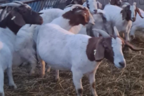 Ekran görüntüsü 2023-04-14 113711