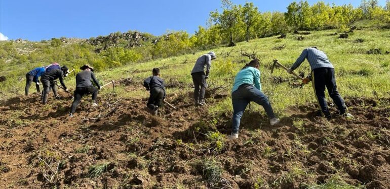 Şemdinli’de bağlar imece usulüyle temizleniyor