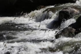 690x390cc-inci-kefali