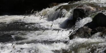 690x390cc-inci-kefali