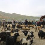 690x390cc-v-25-05-2023-wan-hayvan-pazari-rop1