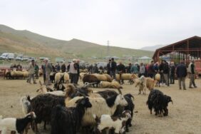 690x390cc-v-25-05-2023-wan-hayvan-pazari-rop1