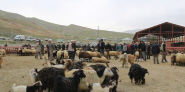 690x390cc-v-25-05-2023-wan-hayvan-pazari-rop1