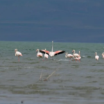 Ekran görüntüsü 2023-05-01 101139