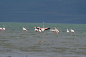 Ekran görüntüsü 2023-05-01 101139