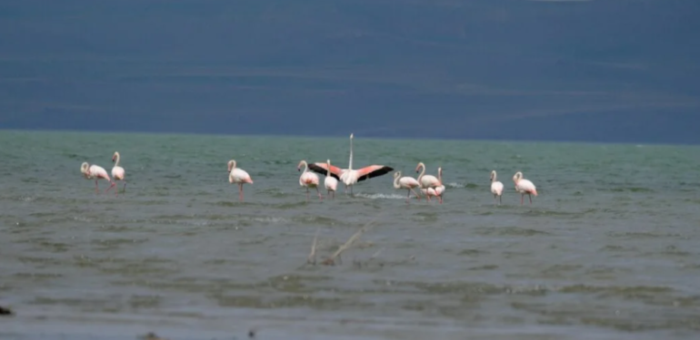 Flamingolar, Van Gölü Havzasına dönüyor