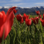 Ekran görüntüsü 2023-05-05 102408