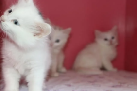 Ekran görüntüsü 2023-05-06 151826