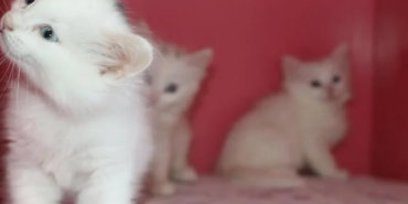 Ekran görüntüsü 2023-05-06 151826