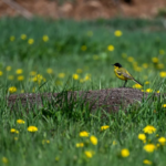 Ekran görüntüsü 2023-05-13 212634