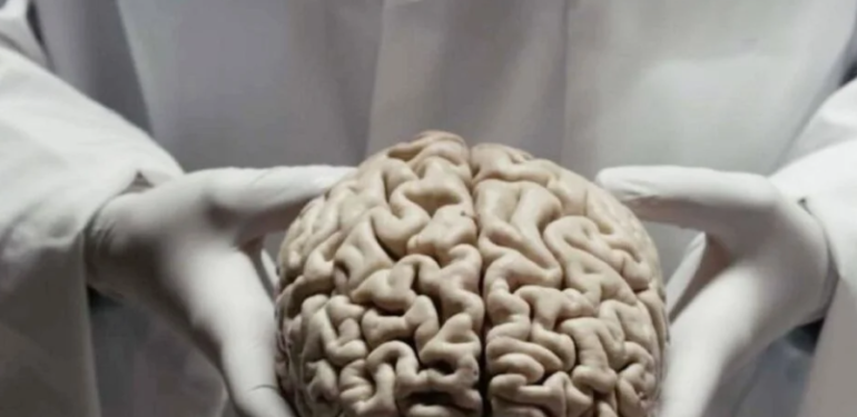 Beynimiz seçim yaparken hangi faktörler etkili oluyor?