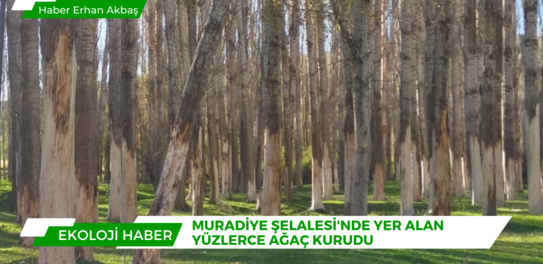Muradiye Şelalesi’nde bulunan yüzlerce ağaç kurudu