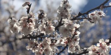 kagizman-da-renk-cumbusu-1681152298