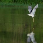 690x390cc-amd-26-dicle-nehri-hevsel-kus-vahasi-3