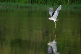 690x390cc-amd-26-dicle-nehri-hevsel-kus-vahasi-3