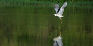 690x390cc-amd-26-dicle-nehri-hevsel-kus-vahasi-3