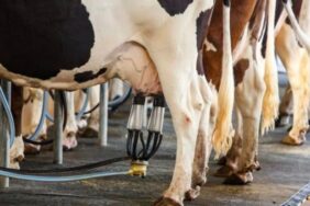 690x390cc-igdr-24-06-2023-idir-sut-ureticileri-birligi-halil-artan-rop