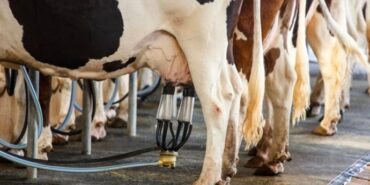 690x390cc-igdr-24-06-2023-idir-sut-ureticileri-birligi-halil-artan-rop