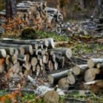 690x390cc-mrk-08-06-2023-bazyani-agac-kiyimi