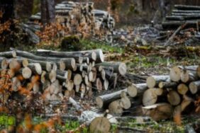 690x390cc-mrk-08-06-2023-bazyani-agac-kiyimi