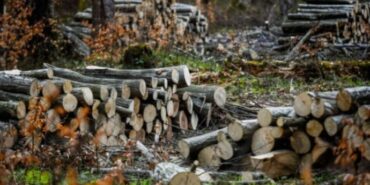 690x390cc-mrk-08-06-2023-bazyani-agac-kiyimi