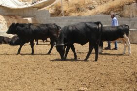 690x390cc-riha-13-06-2023-sewalkari-bihabun2