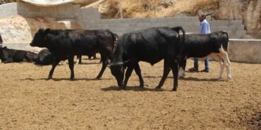 690x390cc-riha-13-06-2023-sewalkari-bihabun2