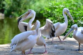 690x390cc-izm-02-07-2023-gocmen-kuslar-izmir-tercih-ediyor1