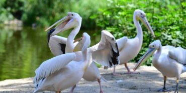 690x390cc-izm-02-07-2023-gocmen-kuslar-izmir-tercih-ediyor1