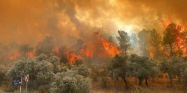 690x390cc-izm-12-07-2023-orman-yangini