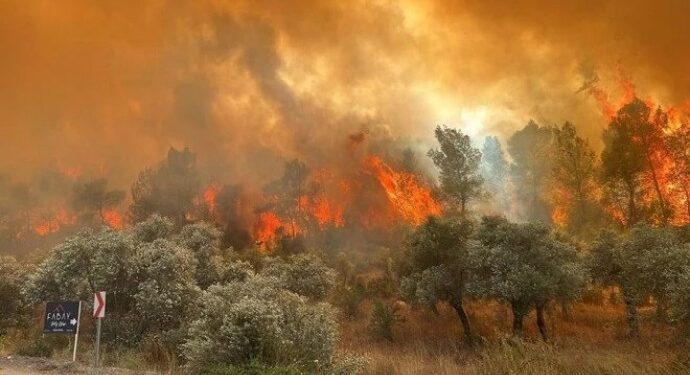 Muğla ve İzmir’de orman yangını ekoloji16:17 12 Temmuz 2023|