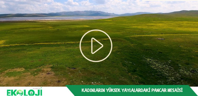 Kadınların Van’ın yüksek yaylalarındaki pancar mesaisi