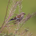 Ekran görüntüsü 2023-07-26 124856