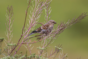 Ekran görüntüsü 2023-07-26 124856