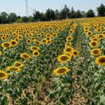 Aşırı sıcaklar ayçiçeğinde verim kaybına neden olabilir