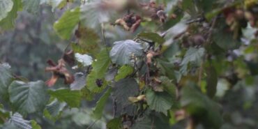 690x390cc-ordu-29-08-2023-findik-aciklanan-taban-fiyatin-altina-satiliyor1