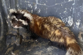 Ekran görüntüsü 2023-08-10 094457