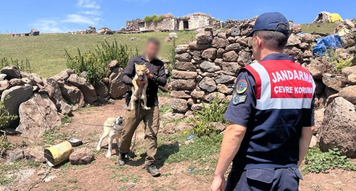 Kars’ta kurt yavrusu satmaya çalışan kişiye para cezası kesildi